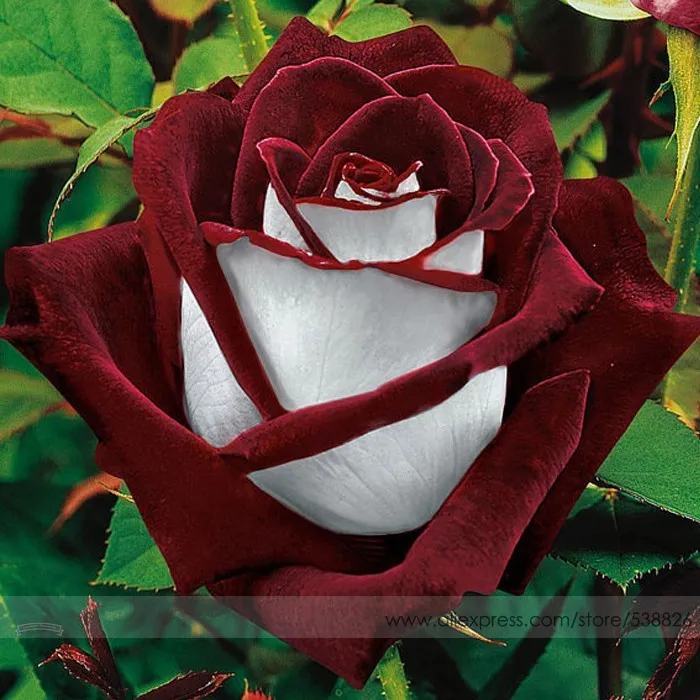 FreshOsiria Rose Hybrid Seeds, Fresh Exotic Blood Red and White Rose Flower - £7.16 GBP