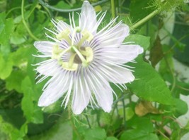 Passiflora Foetida &quot;Alba&quot; Love In Mist 20 Seeds Fresh Garden USA SELLER - £13.35 GBP