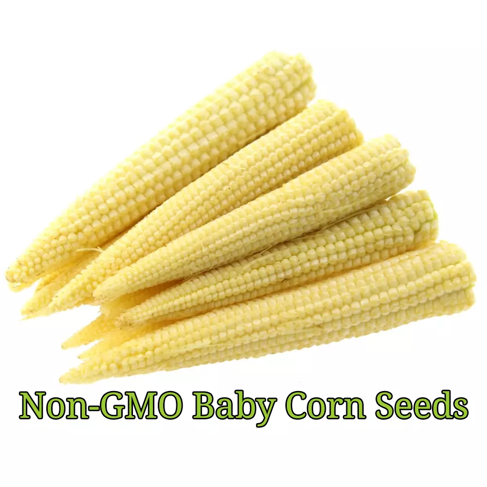 Baby Corn For Pickling Non Gmo 25 Seeds - $10.00