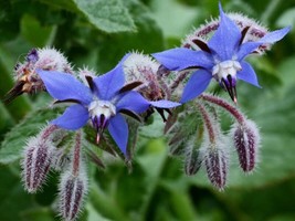 1000 Seeds Borage Herb Seeds Pest Repellent Heirloom Non Gmo Fresh Fast Shipping - £19.15 GBP