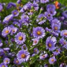 200+ Aster (Symphyotrichum) Daisy Seeds - $9.00