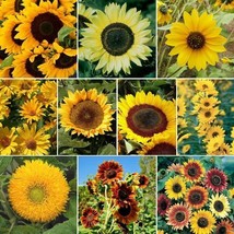 US Seller Sunflower Sunny Mix 10 Species Hummingbirds 50 Seeds New Fresh - £6.15 GBP