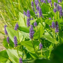 US Seller Pontederia Cordata Pickerel Rush Aquatic Seeds New Fresh Seeds - $25.96