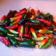 Assorted Hot Pepper Seeds Gardening Easy Grow Usa Shipping - £6.15 GBP