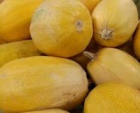 Spaghetti Squash Seeds 20 Winter Squash Garden Vegetable  Non-Gmo Fast S... - $8.99