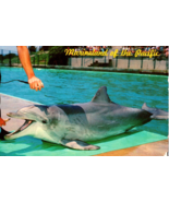 Flipper The Talking Dolphin at Marineland of the Pacific, LA California ... - £7.12 GBP