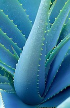 100 Seeds Blue Aloe Seeds Rare Courtyard Balcony Potted Plants Herbs Eas... - $19.63