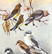 Cedar And Bohemian Waxwing 1955 Plate Print Birds Of America Nature Art ... - $29.99