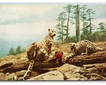 Neve Leopardo Naturale Storia Museo Chicago Il Unp Cromo Cartolina Q24 - $3.03