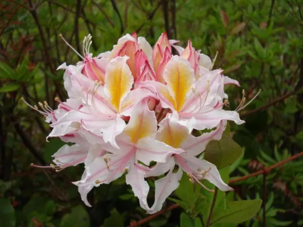 Top Seller 20 Western Azalea Pink White Yellow Shrub Flower Rhododendron... - $14.60