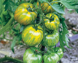 50 Green Zebra Tomato Seeds Heirloom Non-Gmo Fast Shipping - $8.99