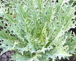  200 Seeds White Russian Kale Non Gmo - £7.52 GBP