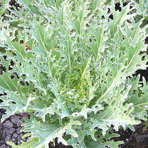  200 Seeds White Russian Kale Non Gmo - $9.50