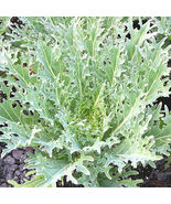  200 Seeds White Russian Kale Non Gmo - £7.57 GBP