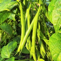 Tenderette Green Bean Seeds Stringless Beans Prolific High Yield Haricot... - £6.40 GBP