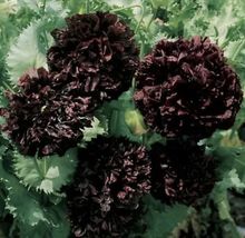 Us Seller Peony Double PURPLE/BLACK Flower Seeds Nongmo Fresh Harvest - £6.26 GBP