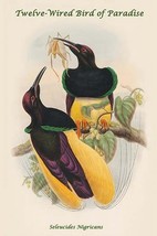 Seleucides Nigricans - Twelve-Wired Bird of Paradise by John Gould - Art Print - £17.68 GBP+