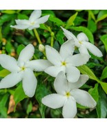 Live Plant 4&quot; Pinwheel Jasmine, Tabernaemontana divaricata evergreen shrub - €13,49 EUR