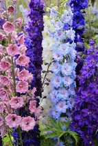 50 Doubles Mix Delphinium Mix Flowers Flower Perennial Seeds  - $16.99