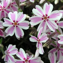 Candy Stripe Phlox Starter Plant White Flowers Pink Stripe Centers New F... - £38.73 GBP