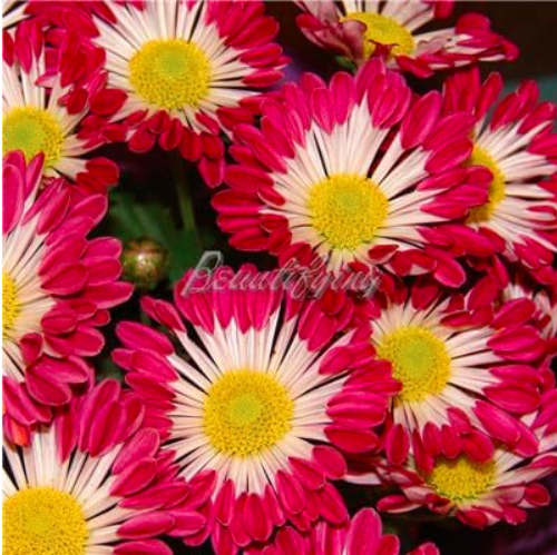 Ground Cover Chrysanthemum Seed Color:17 - $9.99