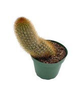 Echinopsis Tarijensis, Texas Rainbow Cactus, echinocereus dasyacanthus - $212.34 MXN