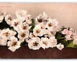 Pear Flower Blossoms on Branch DB Postcard Z5 - £2.29 GBP