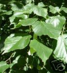 Tilia Cordata Littleleaf Linden Tree 5 seeds Fresh Gardening - $17.96