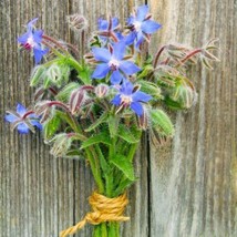 100 Seeds Borage Edible Flowers and Leaves Heirloom Annual Non-GMO - £10.78 GBP
