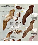 Large White Head Gull Birds Varieties &amp; Types 1966 Color Art Print Natur... - $368.02 MXN