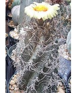BRN Astrophytum Capricorne Exotic Flowering Cacti Flower Cactus Seed 100... - $81.54 CAD