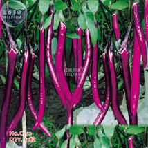 Bright Purple Thin Long Eggplant Seeds 15 Seeds Pack Vigorous Plants Vegetables  - $5.98