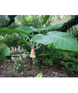 Starter Plant THAILAND GIANT Elephant Ear Colocasia Esculenta  - £43.94 GBP