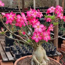 Adenium Socotranum Phetbanna Seeds Trio - Rare Desert Rose Cultivar, Ideal for S - £6.29 GBP