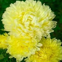 30 Yellow Duches Aster Flower Seeds Tall Paeony Selfseeding AnnualFrom US - $8.35