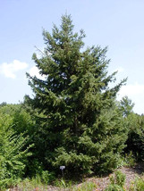 BB 20 White Spruce Seeds - Picea Glauca - £7.33 GBP