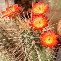 Echinocereus Cactus Seed Mix - 10 Rare Desert Plant Seeds, Perfect for Succulent - £4.74 GBP