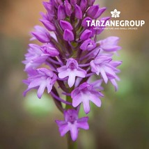 ANACAMPTIS PYRAMIDALIS “THE PYRAMIDAL ORCHID” EUROPEAN TERRESTRIAL ORCHI... - $27.00