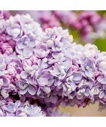25 President Gra Lilac Seeds Tree Fragrant Flowers Perennial Seed Flower  - £12.34 GBP