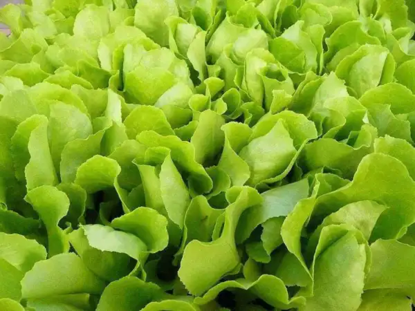 Top Seller 3000 Loose Leaf Green Grand Rapids Lettuce Lactuca Sativa Veg... - $14.60