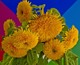 Sunflower Teddy Bear Yellow Flower Teddybear 60 Seeds    - £9.18 GBP