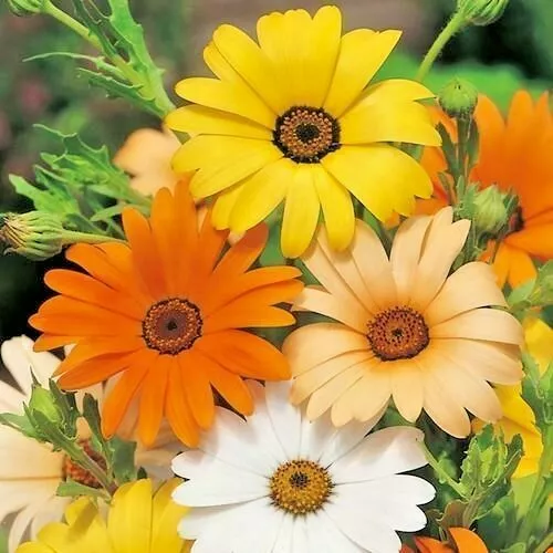 TISS 200 African Daisy Mix Seed White Orange Yellow Apricot Drought Garden Seeds - £7.44 GBP