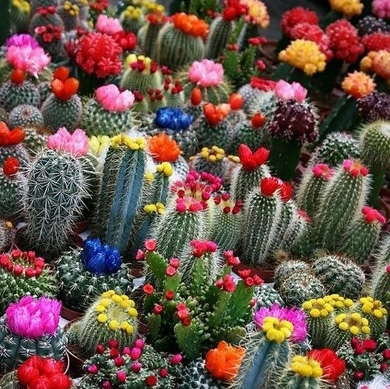 Mixed Multi- Color Cactus Seeds, 100pcs/pack - $9.90
