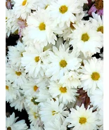 White Lar Dual Daisy 100 Seeds - $8.28 CAD