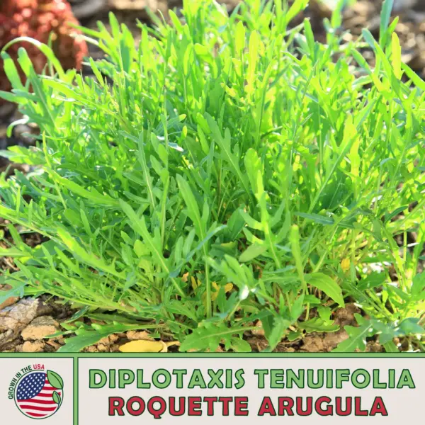500 Roquette Arugula Host Plant Southern Great White Butterfly Fresh Seeds - £10.41 GBP