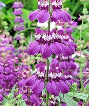 Semilir 450 Seeds Chinese Houses Flower Seeds Native Wildflower Summer Garden Pa - $8.78