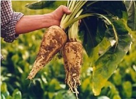 Chicory Maagdenburger - Di Chiavari - Cichorium intybus - 50+ seeds - L 209 - £1.32 GBP
