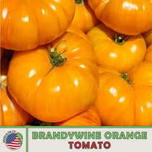 10 Brandywine Orange Tomato Seeds Fresh Seeds USA - £4.77 GBP