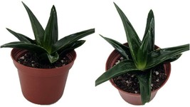 Live Plant Haworthia Pentagona Indoor Live Plant Houseplant 3&quot; Pot Oudoor Garden - £31.26 GBP