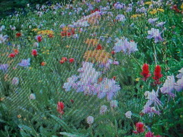 1/2 POUND(8 Ounces) Butterfly Hummingbird Wildflower Seed 15 Variety Mix Of Seed - £39.50 GBP